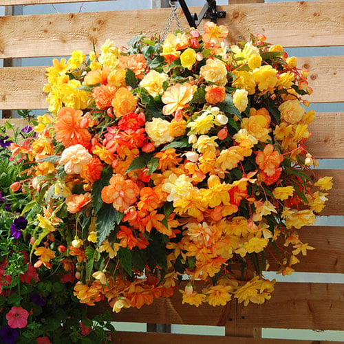 Hanging Baskets