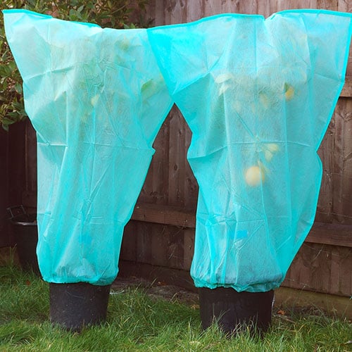 Plant Protection