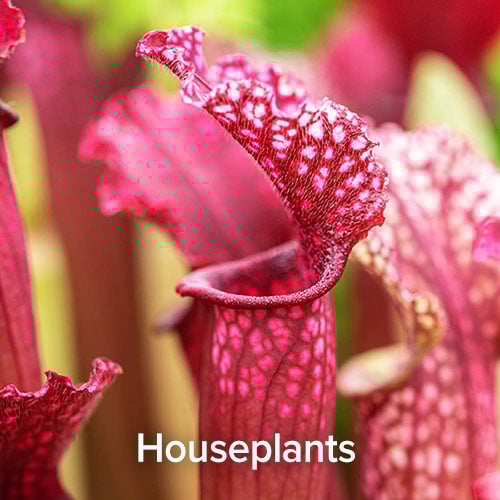 Houseplants