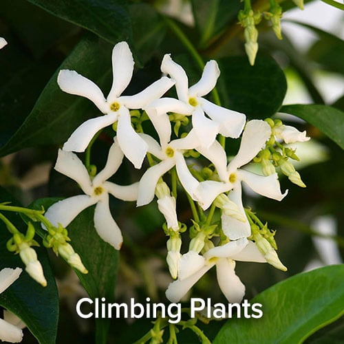 Climbing Plants