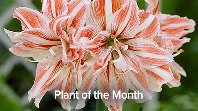 Plant of the Month