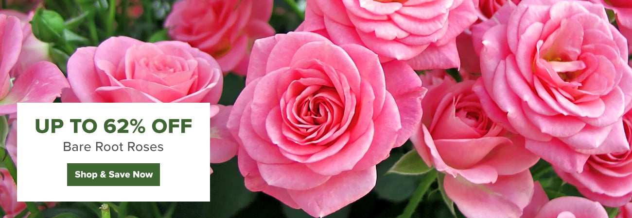 Bare Root Roses