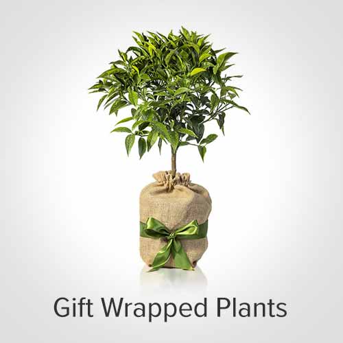 Gift Wrapped Plants