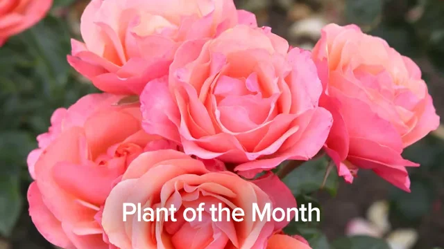 Plant Of The Month