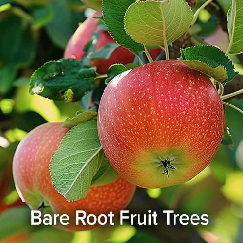 Bare Root Fruit Trees