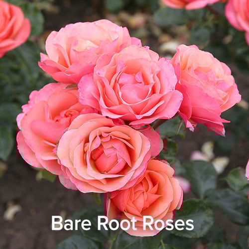 Bare Root Roses