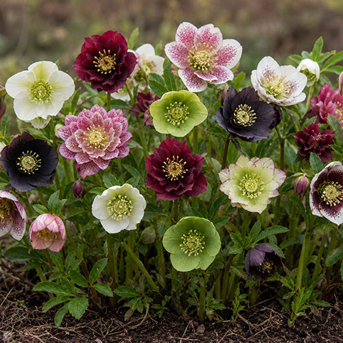 Perennials