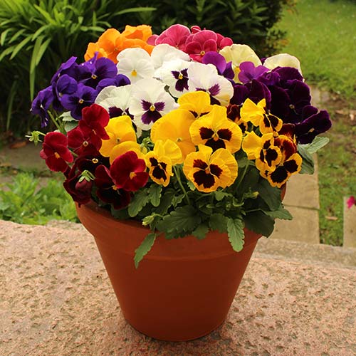Bedding Plants