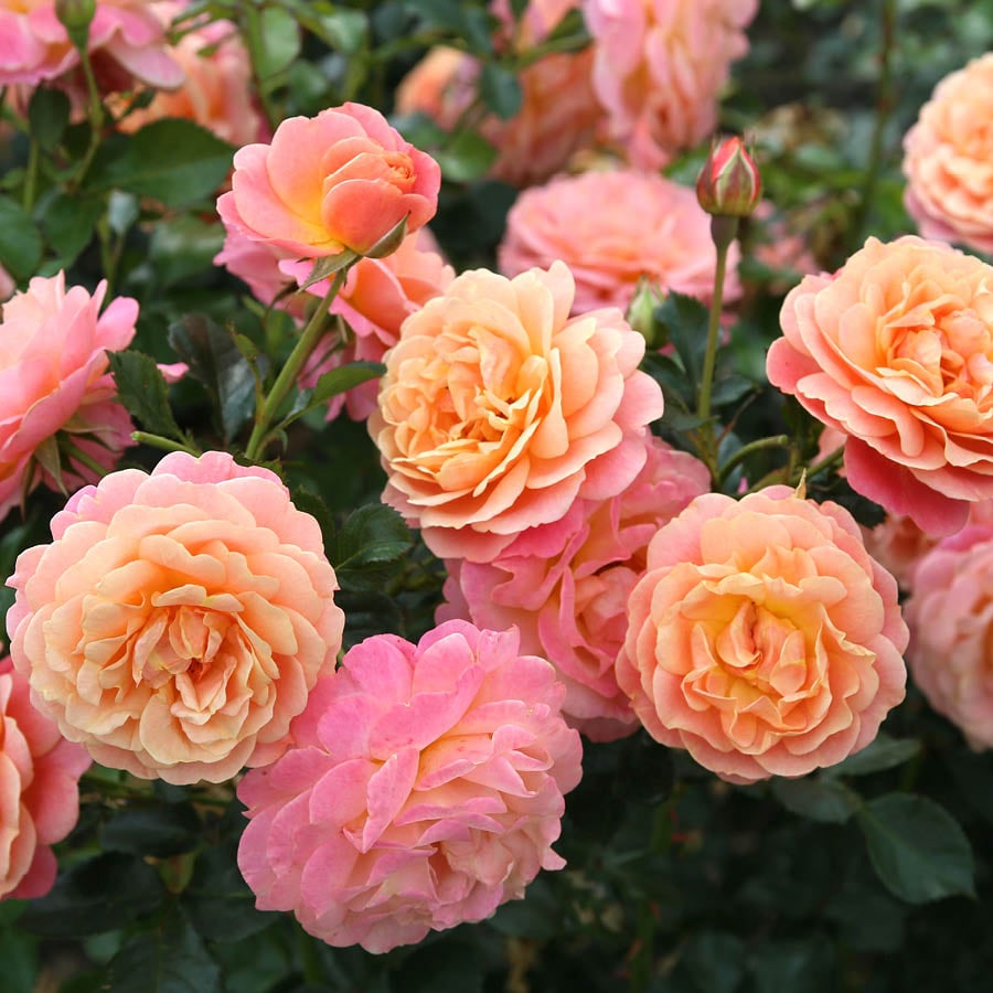Roses